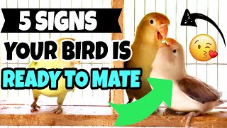 5 SIGNS YOUR BIRD IS READY TO BREED  How To Know If Your Lovebird Is Ready To Breed [upl. by Ljoka124]