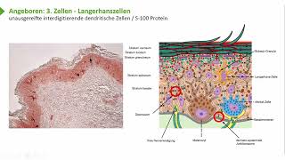 Lympthorgane Lymphatisches System Immunsystem mit zellulären und humoralen Komponenten [upl. by Eleanor]