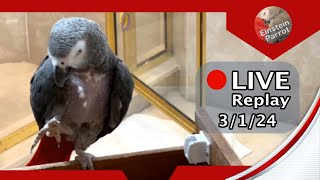 Einstein Parrot FB Live Replay 3124 [upl. by Ariaic]