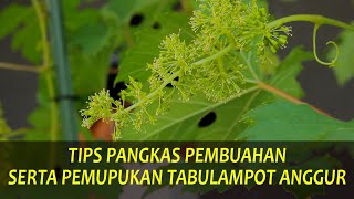 Tabulampot Anggur Tips Pangkas amp Pupuk Pembuahan [upl. by Nauqahs151]