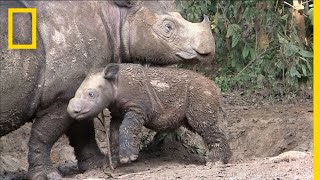 Sumatran Rhinos Are Nearly Gone—New Plan Launched to Save Them  National Geographic [upl. by Aruasor]