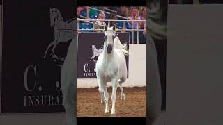 White Arabian Stallion Runs Free at Scottsdale Arabian Horse Show Liberty Run Championship [upl. by Donatelli]