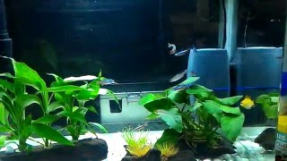 Nano tank running ocean free hydra nano filter [upl. by Adnahsal881]