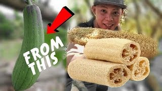 PAANU GAWIN ANG LUFFA SPONGE KABATITIPATOLA [upl. by Dirgis]