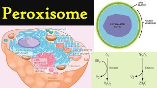 Peroxisome  structure and functions of Peroxisome  Cell organelles peroxisomes [upl. by Oflodur702]