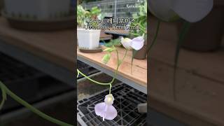 뿌리로 벌레 잡는 식충식물을 아시나요 땅귀개 레니포미스🤍Utricularia Reniformis carnivorousplants 食虫植物 [upl. by Bendicty]