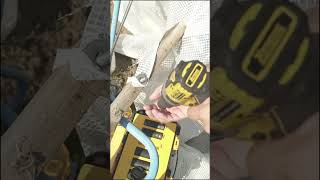 Dewalt DCF 901 12v killer impact wrench shorts [upl. by Anairotciv]