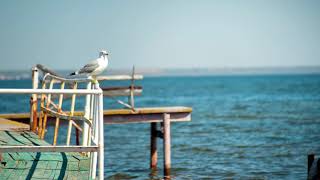 Relaxing Seaside Seagull Docks Sounds  1 Hour [upl. by Teufert]