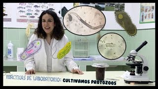 Práctica de laboratorio  Cultivando Protozoos y alguna que otra cosa más [upl. by Nerek]