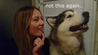 When You Come Home Drunk And Talk To Your Dogs Howling Malamutes [upl. by Oile781]