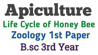 Apiculture Bsc 3rd year Zoology 1st Paper Bee KeepingLife Cycle of Honey BeeApiculture Umesh Bio [upl. by Aisat]