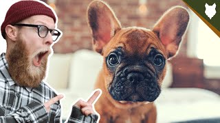 What To Do With A NEW FRENCH BULLDOG PUPPY [upl. by Barrie]