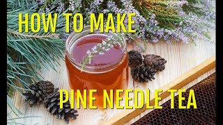 How to Make Pine Needle Tea and Identify Pine Needle Conifer Spruce Drink [upl. by Dagnah]