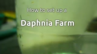 Establishing a daphnia farm [upl. by Eisned109]