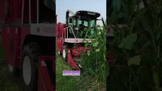 Wow Agriculture Harvest Corn And Vegetable Farm 09 Village Corns Fruits 1 [upl. by Letsyrk335]