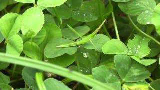 Oriental longheaded locust Acrida cinerea [upl. by Irrak]