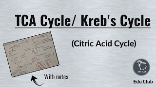 TCA Cycle  Krebs Cycle  Anaplerotic Reactions  Carbohydrate metabolism  Biochemistry [upl. by Nilam]