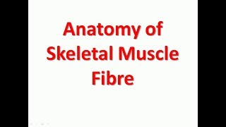 Anatomy of Skeletal Muscle Fibre SImple explaination in short  Bhushan Science [upl. by Nilra]