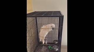 Moluccan cockatoo shortsviral shortsvideo [upl. by Atahs326]