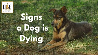 Signs a Dog is Dying A Vet Reveals What Your Dog May Be Experiencing  Dr Demian Dressler QampA [upl. by Sirrep]