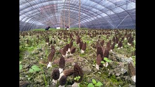 morel mushroom  morchella [upl. by Chris]