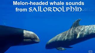 Melonheaded whales Audio [upl. by Rolyab]