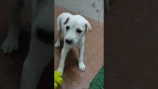 மார்க் ஆதி 🔥 puppy freefire comedy dog shorts pets yt funny [upl. by Bloomer]