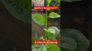 Benefits of Spinach Plant🌱 shortvideo viralvideo gardening vegetables nature Spinachplant [upl. by Bocyaj588]