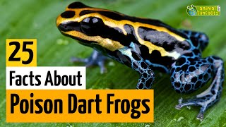 25 Facts About Poison Dart Frogs 🐸  Learn All About Poison Frogs  Animals for Kids  Educational [upl. by Darach]