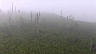 Agusan marsh aerial video [upl. by Erdnad]