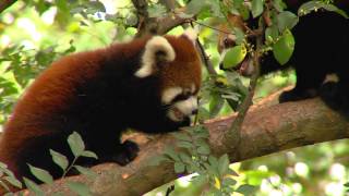 Red Panda Cub Out Playing  Cincinnati Zoo [upl. by Anuayek763]