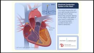 Electrical Conduction System of the Heart In relation to ECGEKGmp4 [upl. by Ryon251]