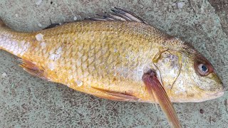 dhothar javelin grunter fish information and cutting video karachi fisheries [upl. by Aicemed]