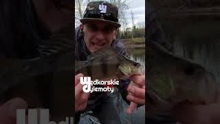 Łowimy na casting Duże okonie na BFS Perch fishing [upl. by Accever]