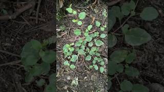 पुनर्नवा का पौधा  Punarnava Ka Botanical Name  Boerhavia diffusa shorts plants [upl. by Anyal29]