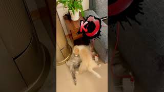 Puppy love playing with kitten dog cat puppy kitten cutecat adorabledog funnycats doglover [upl. by Eeryt]