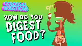 How Do You Digest Food  COLOSSAL QUESTIONS [upl. by Hollis]