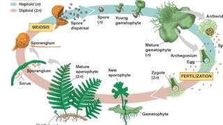 Fern Life Cycle [upl. by Ahseim]