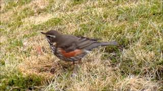 Rödvingetrast med fågelsång Redwing [upl. by Eninotna423]