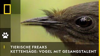 TIERISCHE FREAKS  Kettensäge amp Autoalarm Vogel mit Gesangstalent  National Geographic [upl. by Jenkel]