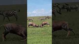 Sable antelope versus sable antelope fighting animals wildanimals funnywildlife shorts youtube [upl. by Daffie131]