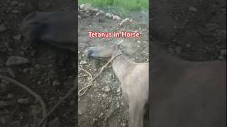 Tetanus in horse  Deadly disease of horses  treatment  Horse  Vet Experts Vet Abdullah shorts [upl. by Chladek]