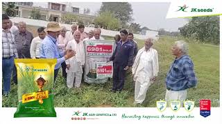 Hybrid Mustard JK 6901 Gold  Farmer  Shree Mahendergarh Devdutta Ji [upl. by Schmitt]