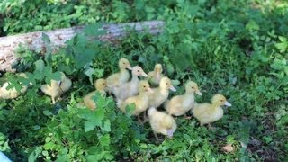 Raising Peking Ducks 2 week old ducklings on farm [upl. by Aryl465]