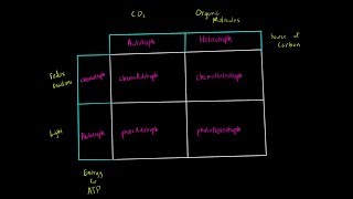 Autotrophs vs Heterotrophs and Chemotrophs vs Phototrophs Introduction Biology Metabolism MCAT [upl. by Akina]