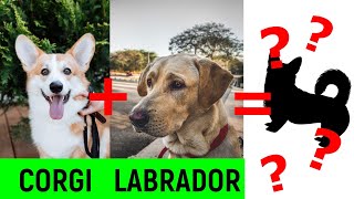 20 Unbelievable CUTE CROSS breeds DOGs  Part 1  Hybrid dogs [upl. by Anaid885]