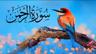 Surah Rahman Relaxing Recitation with Urdu Translation  سورۃ الرحمٰن  QARI NJM [upl. by Rhea]