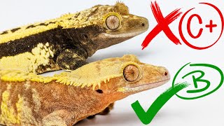 Judging Our Crested Geckos from 0100 [upl. by Umeko813]