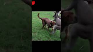 💥Esto sucede cuando un Perro enfrenta un Canguro 🦘 [upl. by Shreve]