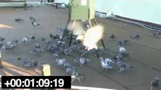 Pigeons Eating OvoControl at an Automatic Feeder [upl. by Larry520]